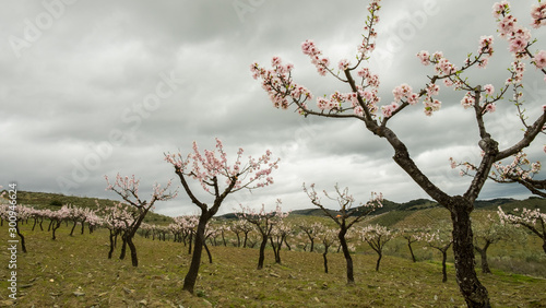 amendoeira photo