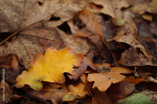 Autumnal leaves in the forest. Autumn natural background.