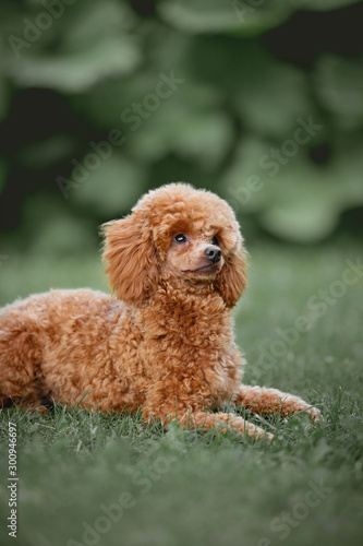 Miniature poodle puppy laying on grass