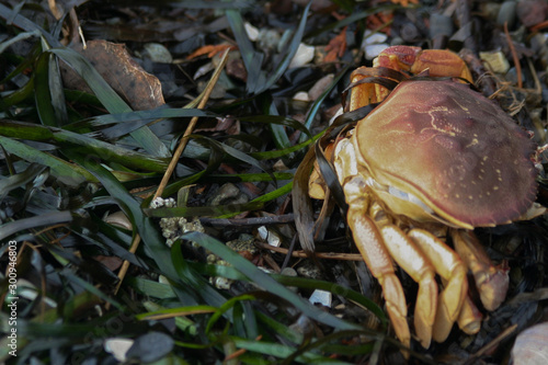 Dungeness Crab photo