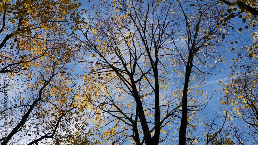 Autumn Tree Scenery with Colorful Leafs and Trees in 4K. Outdoor Nature Autumn Fall Vibrant Golden Forest Autumn Tree Scenery with Colorful Leafs and Trees in 4K. Outdoor Nature Autumn Fall Vibrant Golden Forest