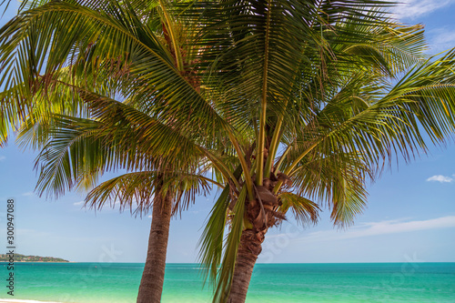 Fototapeta Naklejka Na Ścianę i Meble -  Turquoise ocean, hanging palm tree, blue sky