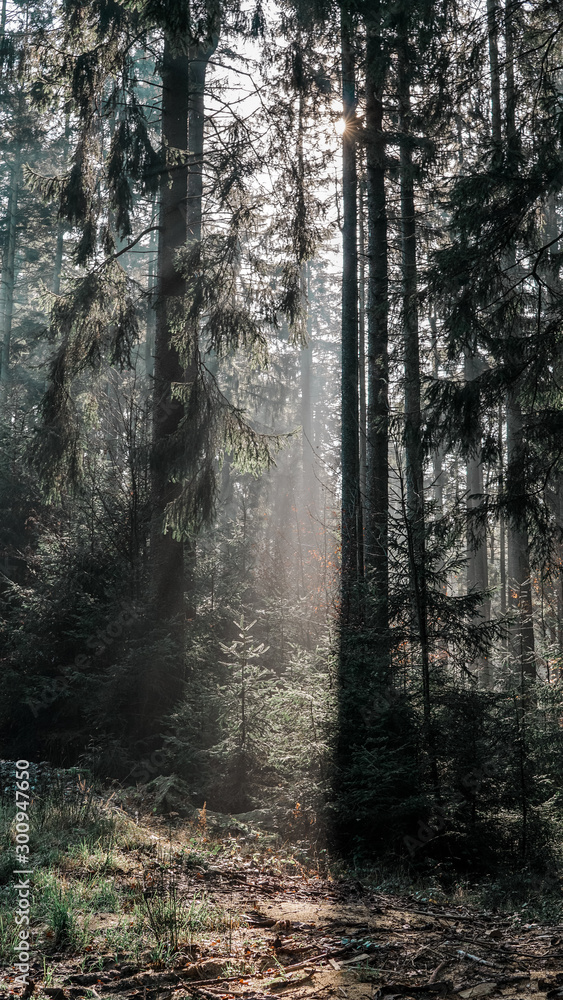 Obraz premium forest light