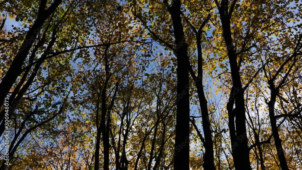 Autumn Tree Scenery with Colorful Leafs and Trees in 4K. Outdoor Nature Autumn Fall Vibrant Golden Forest Autumn Tree Scenery with Colorful Leafs and Trees in 4K. Outdoor Nature Autumn Fall Vibrant Golden Forest