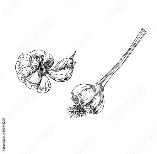 Garlic set in line art style.