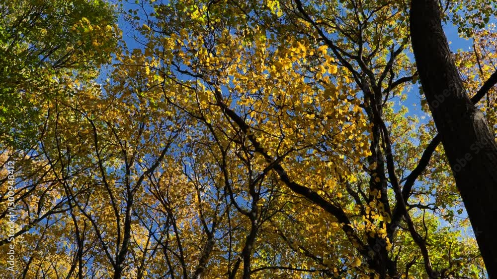 Autumn Tree Scenery with Colorful Leafs and Trees in 4K. Outdoor Nature Autumn Fall Vibrant Golden Forest Autumn Tree Scenery with Colorful Leafs and Trees in 4K. Outdoor Nature Autumn Fall Vibrant Golden Forest