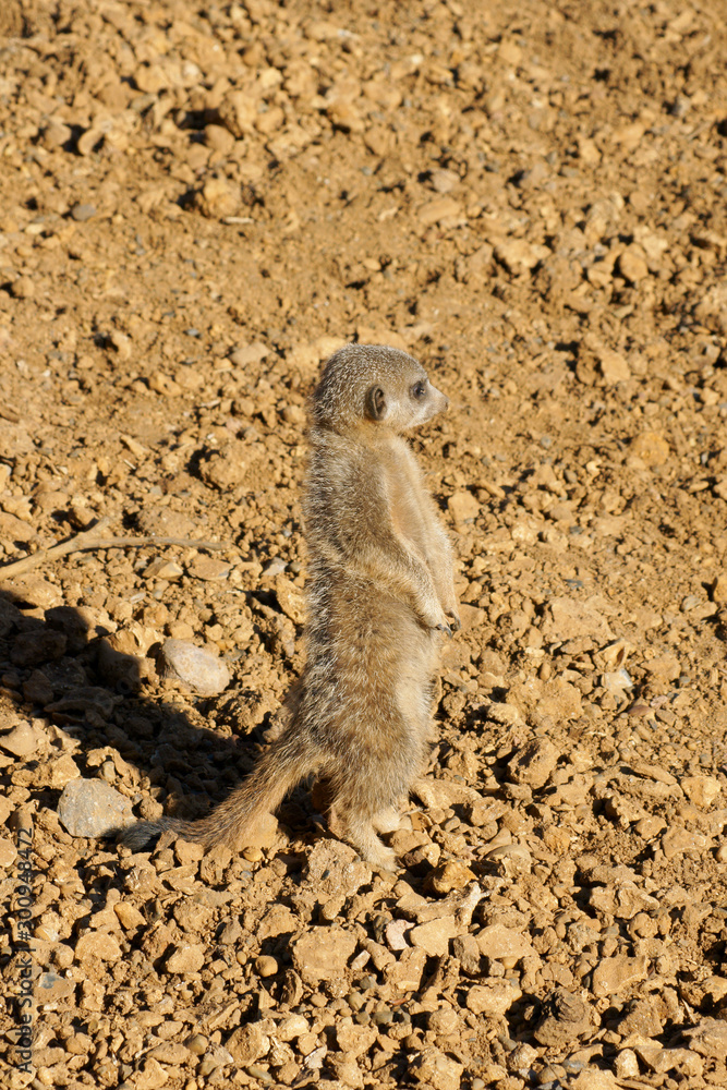 Fototapeta premium Meerkat on the look out