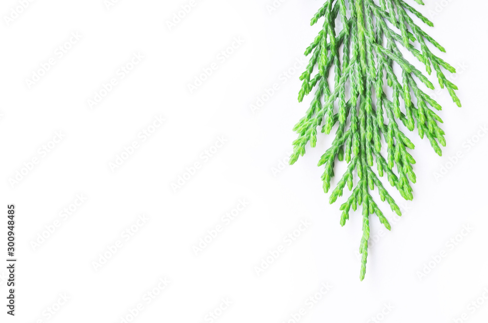 green branch of a tree isolated on white background