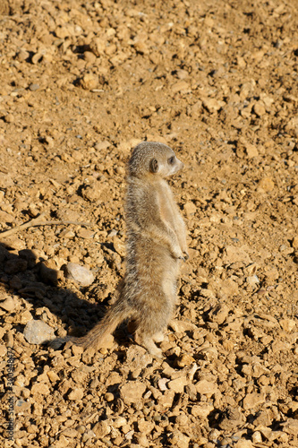 Meerkat on the look out © David Pimborough