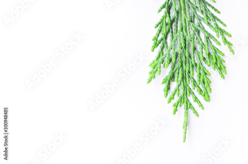 green branch of a tree isolated on white background
