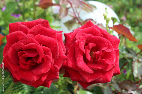 Two buds of a red rose with raindrops close-up. Beautiful background with roses. Red roses bloom in the garden. Morning dew on flower petals. Nature.