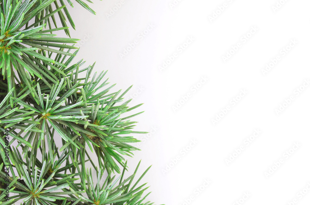 fir branch on white background fir branch on white background
