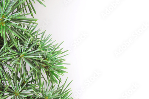 fir branch on white background