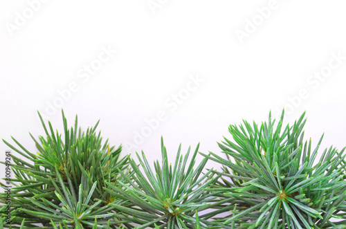 christmas tree isolated on white background