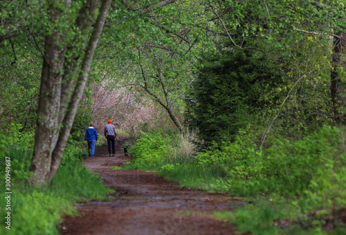 A Walk in the Woods