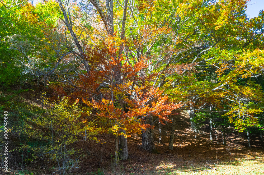 Beech tree beginning to yellow at the beginning of autumn in the Hayedo de Montejo Beech tree beginning to yellow at the beginning of autumn in the Hayedo de Montejo