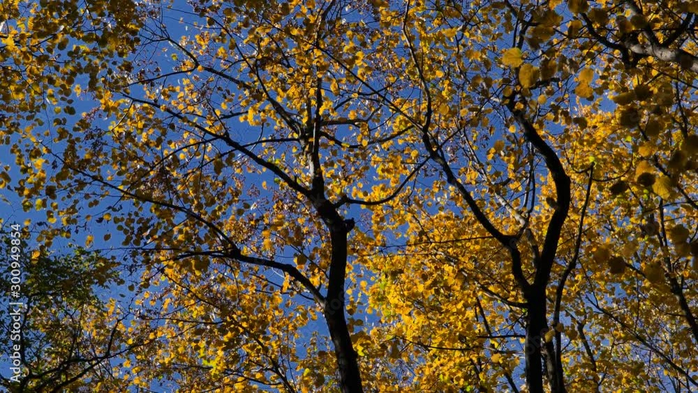 Autumn Tree Scenery with Colorful Leafs and Trees in 4K. Outdoor Nature Autumn Fall Vibrant Golden Forest Autumn Tree Scenery with Colorful Leafs and Trees in 4K. Outdoor Nature Autumn Fall Vibrant Golden Forest