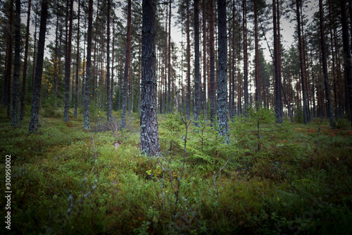 Typical Finnish pine wood forrest