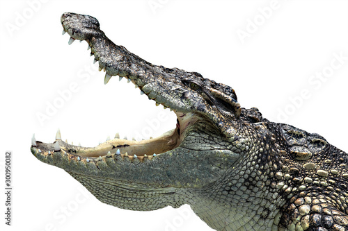 Crocodile head is opening its mouth