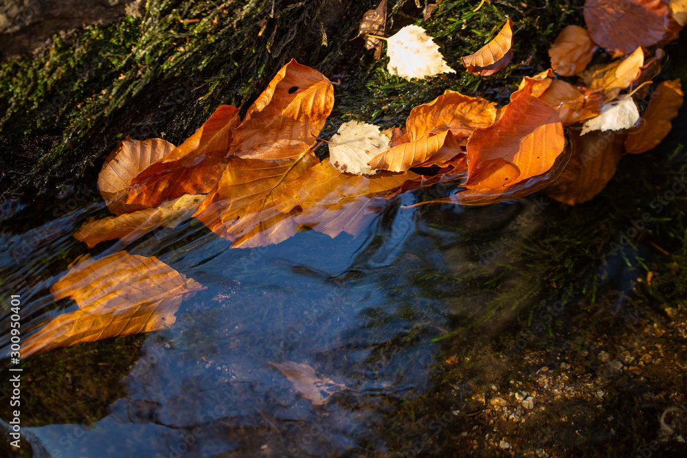 autumn leaves in water