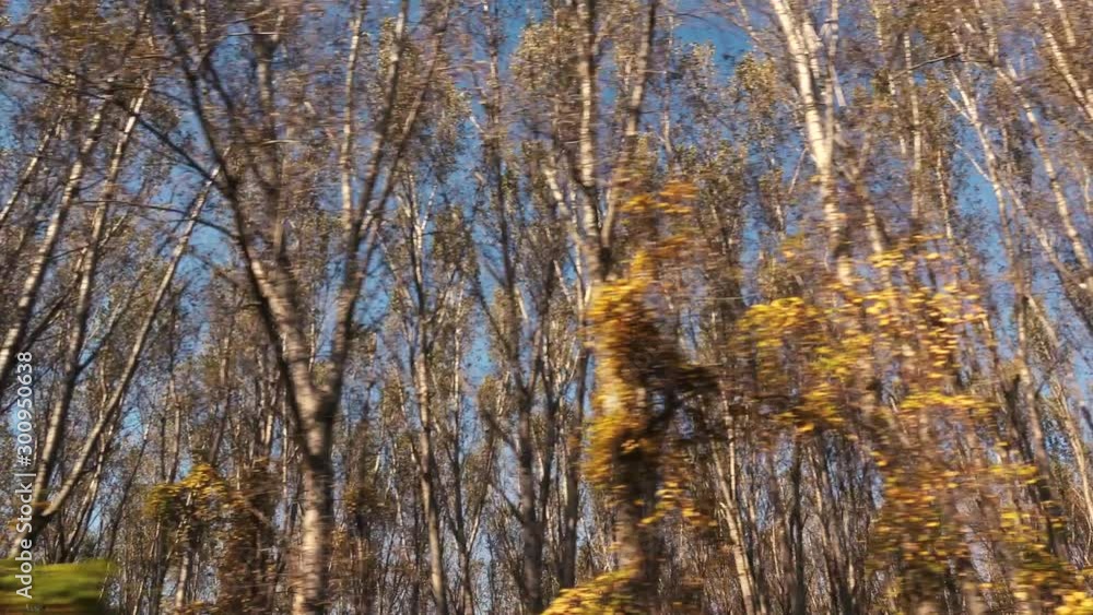 Aspen tree forest in autumn, side view from car Aspen tree forest in autumn, side view from car