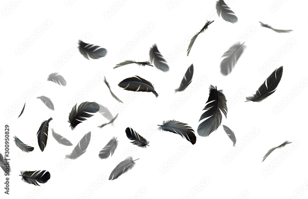 Obraz premium Black feathers floating in the air on white background