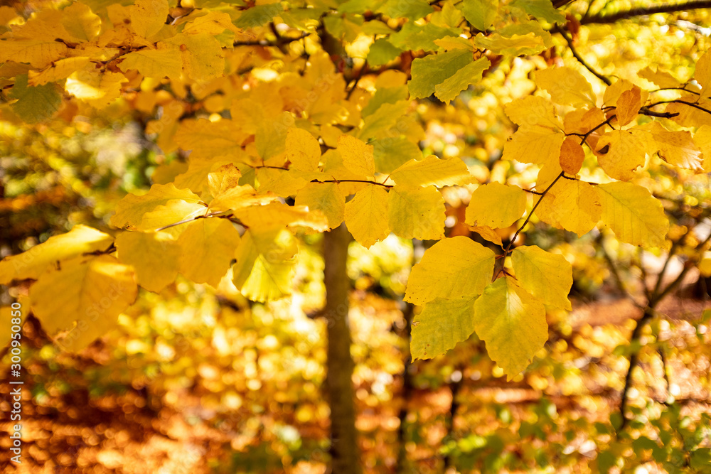 maple leaves in autumn maple leaves in autumn
