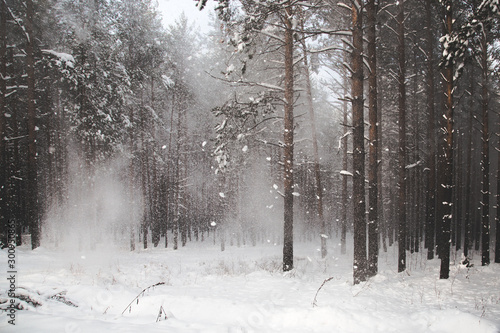 beautiful coniferous forest littered with the first snowfall