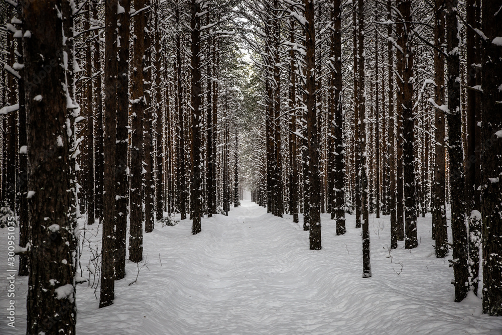Fototapeta premium beautiful coniferous forest littered with the first snowfall