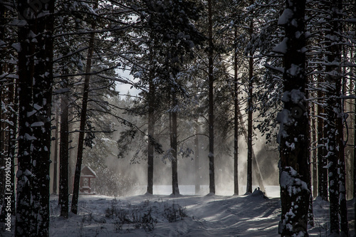 beautiful coniferous forest littered with the first snowfall © Dmitrii