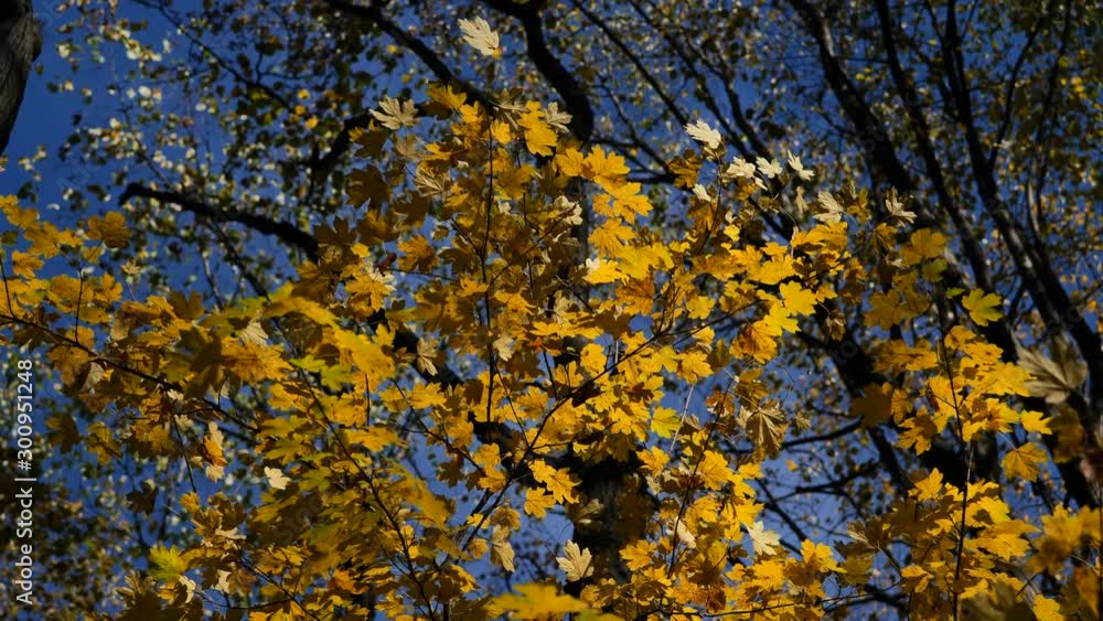 Autumn Tree Scenery with Colorful Leafs and Trees in 4K. Outdoor Nature Autumn Fall Vibrant Golden Forest Autumn Tree Scenery with Colorful Leafs and Trees in 4K. Outdoor Nature Autumn Fall Vibrant Golden Forest
