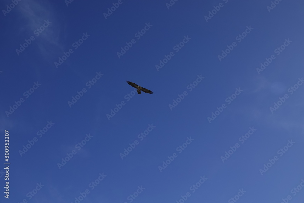 a beautiful gypaetus barbatus in the air on a blue sky