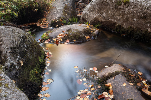 mountain stream in the forest