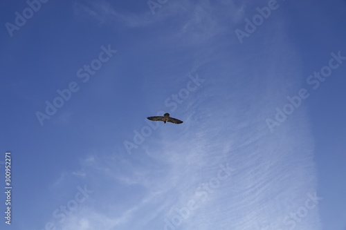 a beautiful gypaetus barbatus in the air on a blue sky