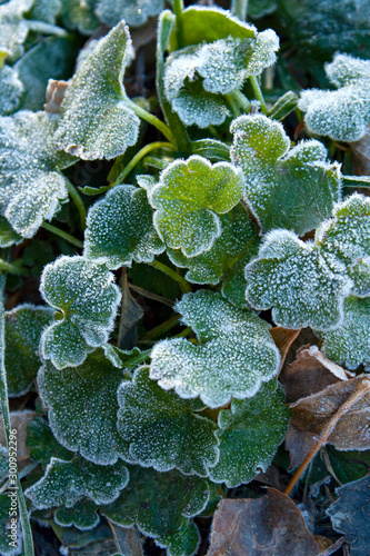 Green leaves with autumn frost