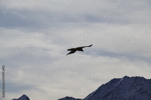 a beautiful gypaetus barbatus on the sky with the alps in the backgrund in the national park © Chamois huntress