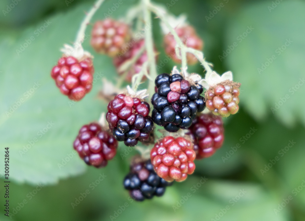 Ripening Blackberries Ripening Blackberries