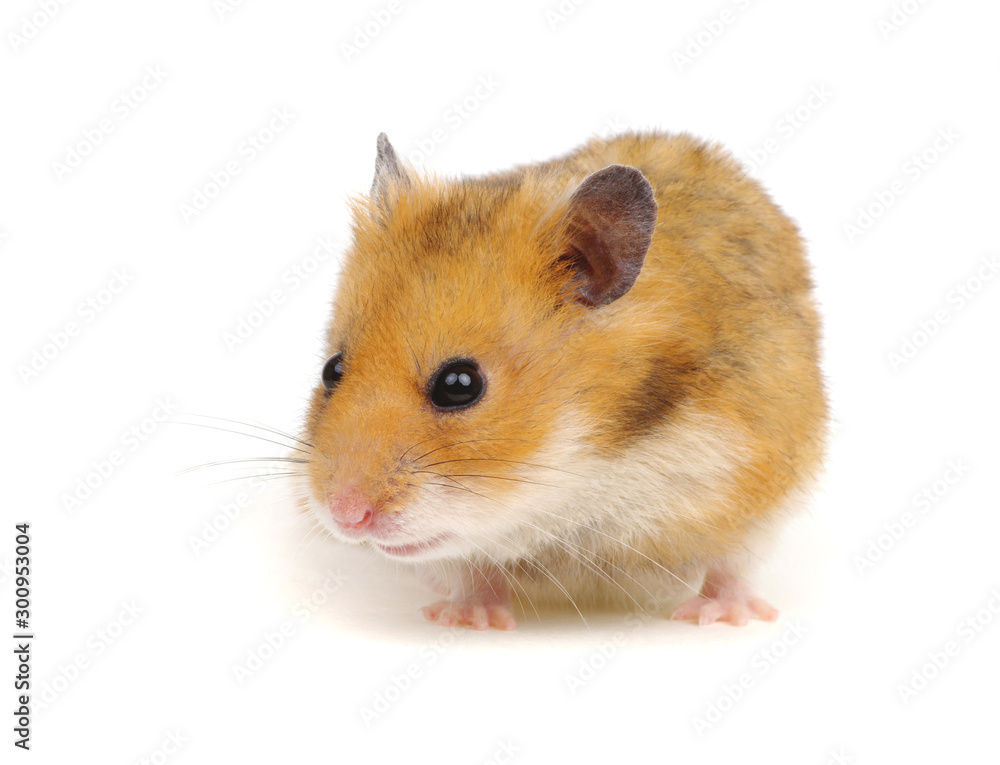 Cute funny syrian hamster on white Cute funny syrian hamster on white