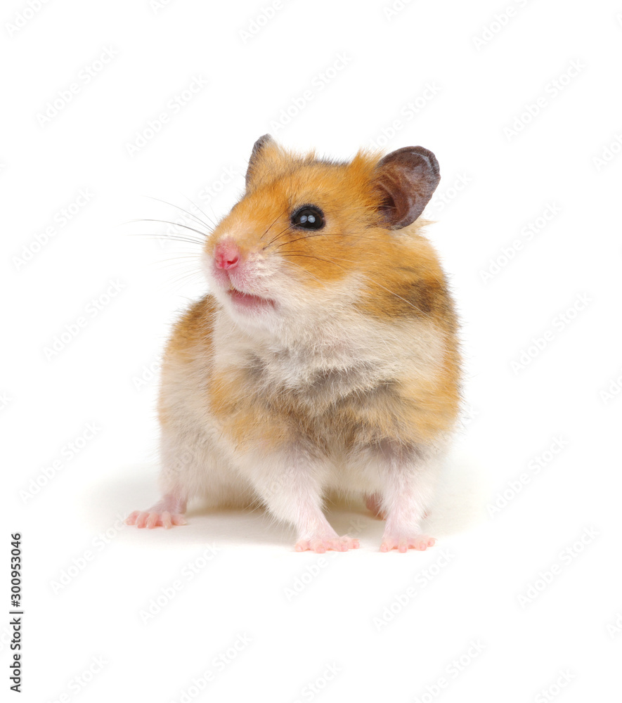 Hamster isolated on white Hamster isolated on white