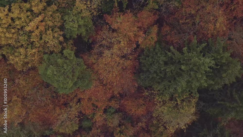 Flug nach oben über bunte Baumkronen im Herbst, die wahre Schönheit der Natur Flug nach oben über bunte Baumkronen im Herbst, die wahre Schönheit der Natur