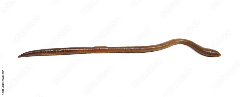 Earth worm isolated on white Earth worm isolated on white
