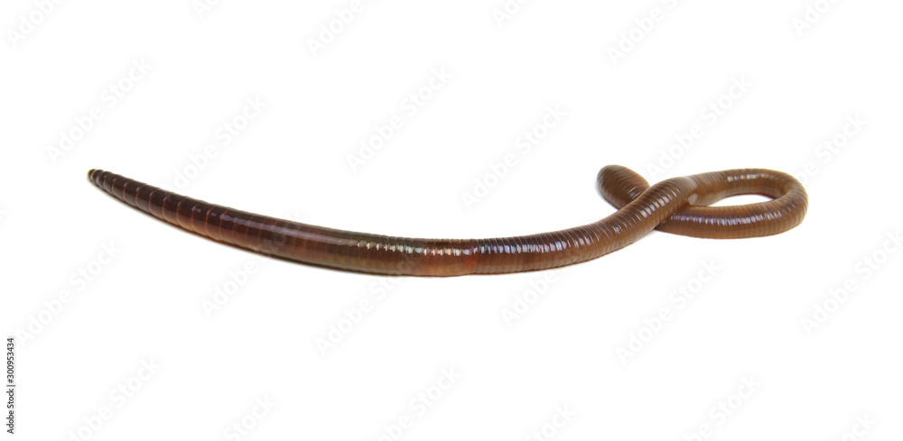 Earth worm isolated on white Earth worm isolated on white