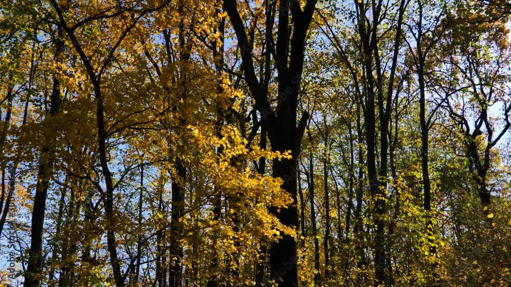 Autumn Tree Scenery with Colorful Leafs and Trees in 4K. Outdoor Nature Autumn Fall Vibrant Golden Forest Autumn Tree Scenery with Colorful Leafs and Trees in 4K. Outdoor Nature Autumn Fall Vibrant Golden Forest