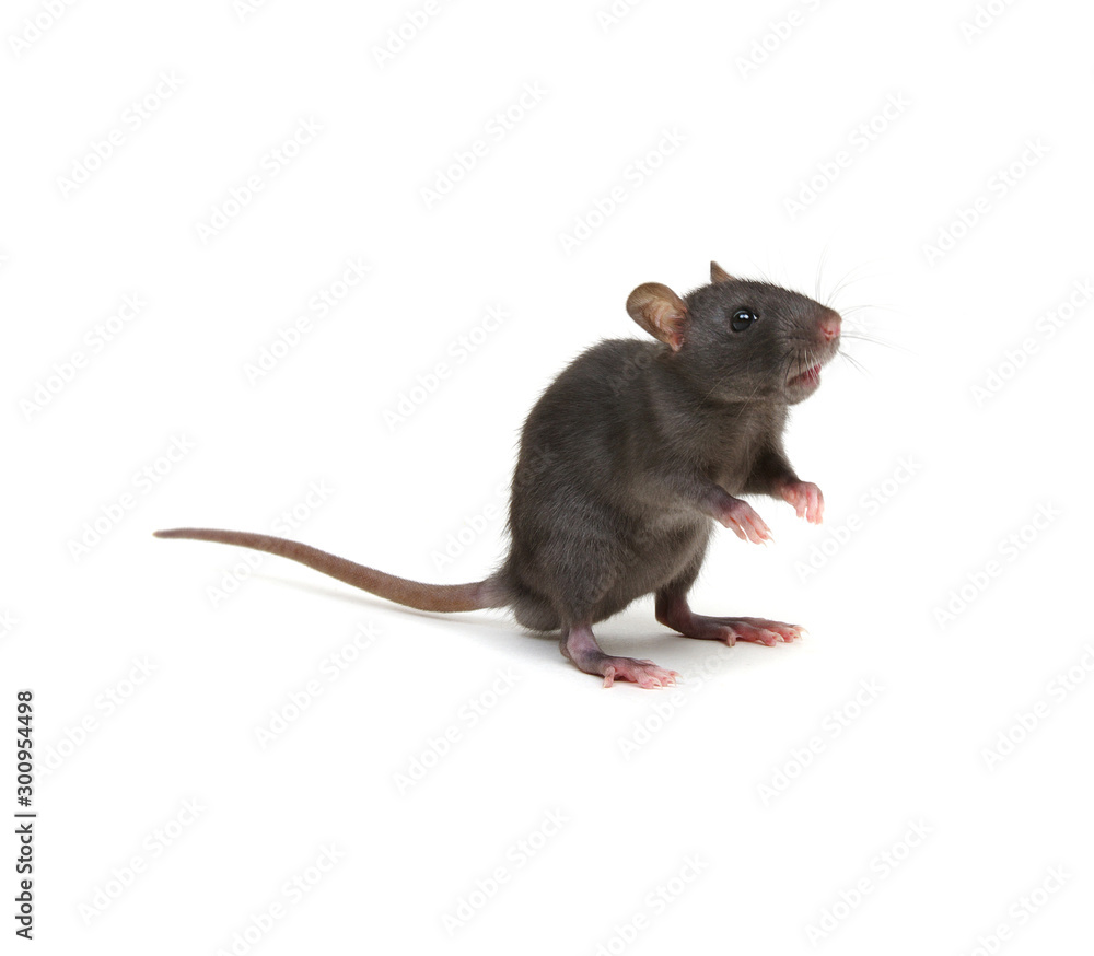 Rat isolated on white background Rat isolated on white background