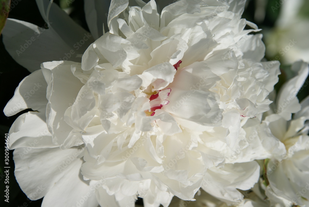 beautiful peony in the garden beautiful peony in the garden