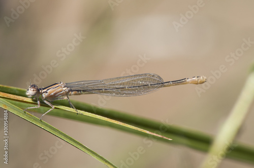 Ischnura graellsii Iberian Bluetail delicate damselfly perched in reed specimen just emerged from the exuvia even with light colors not yet final