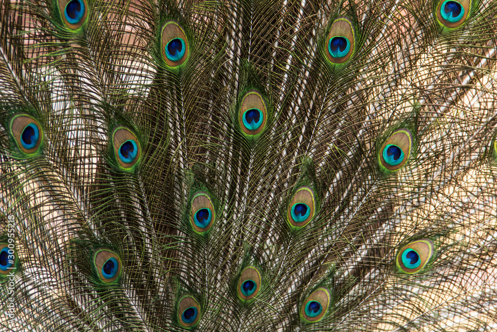 Obraz premium peacock tail