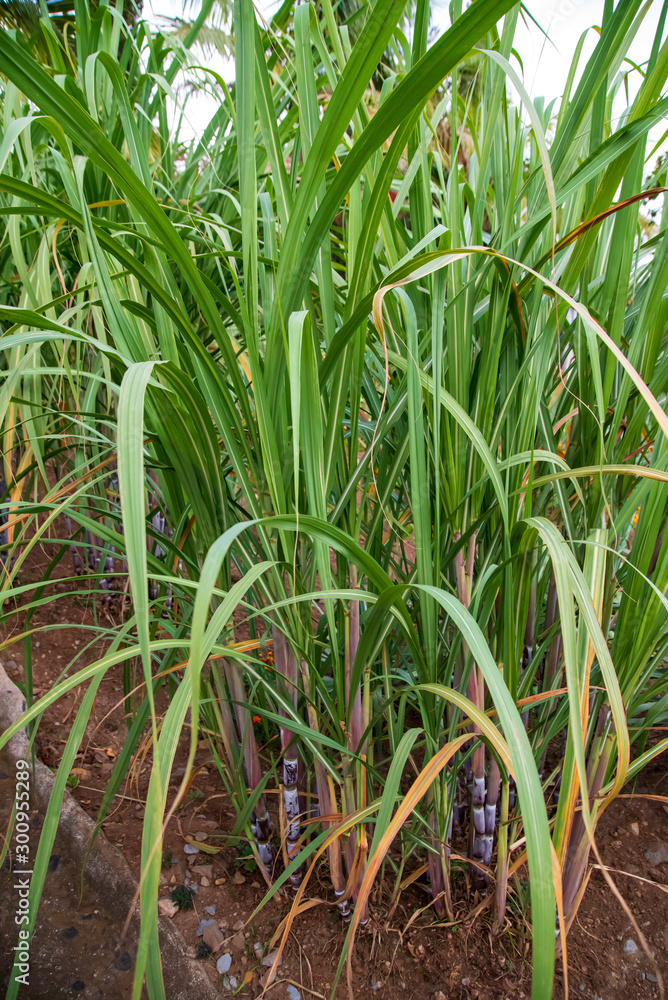 Obraz premium sugar cane