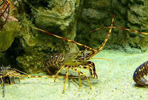 a large crab in a large aquarium