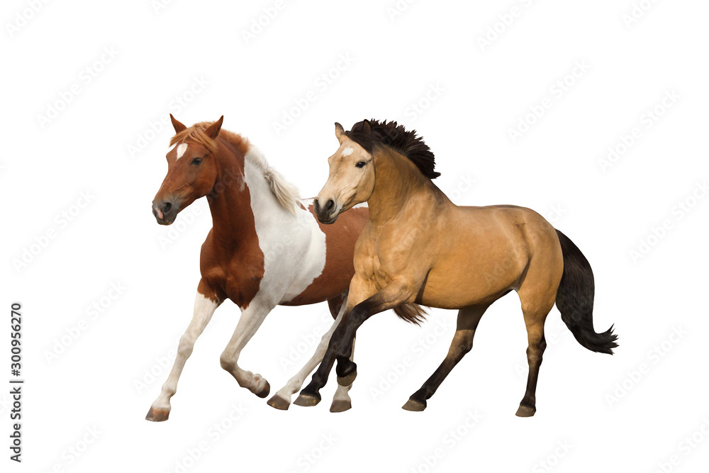Two ponies galloping isolated on white